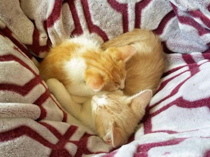 Коты-сердечки