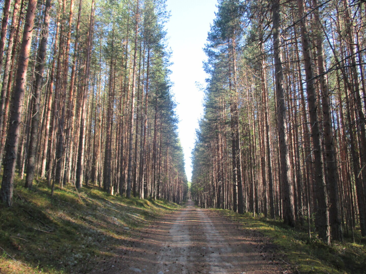 Окрестности нашей дачи