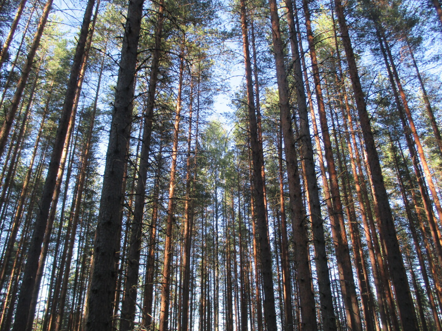 Окрестности нашей дачи