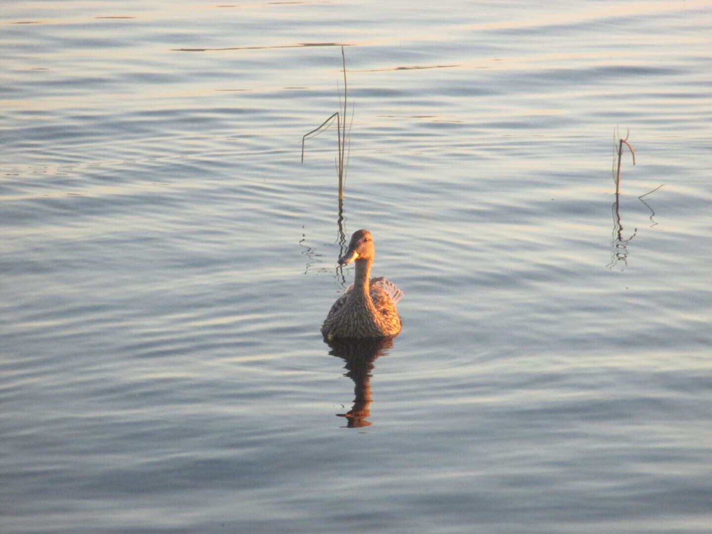 Окрестности нашей дачи