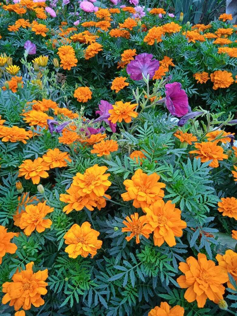 "Бархат для барыни": моя новая статья на страницах любимого дачного журнала, оригинальный заголовок про дачные хитрости