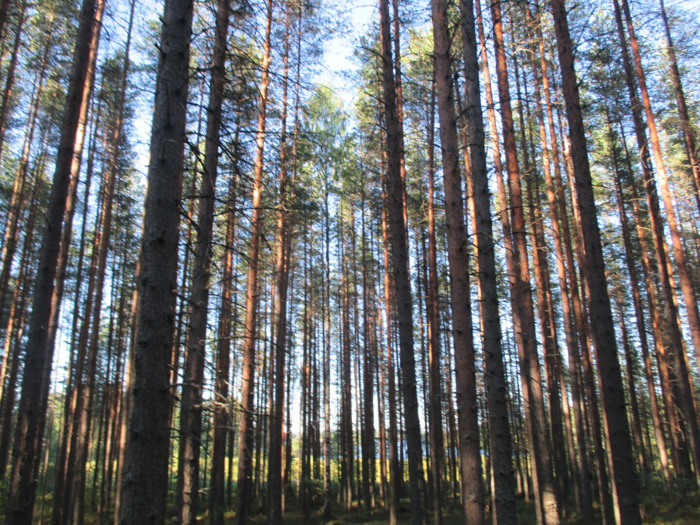 Окрестности нашей дачи