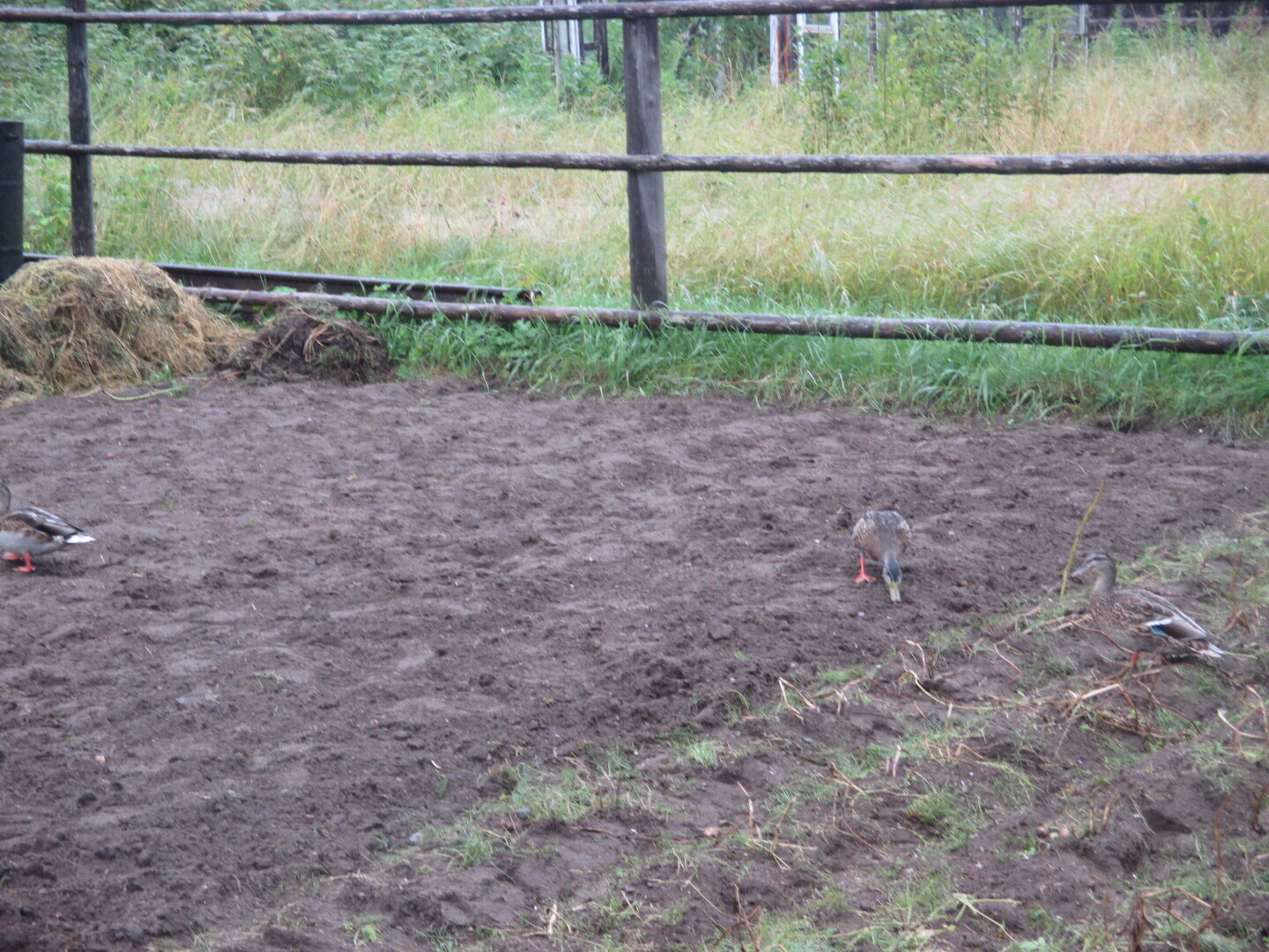 Окрестности нашей дачи