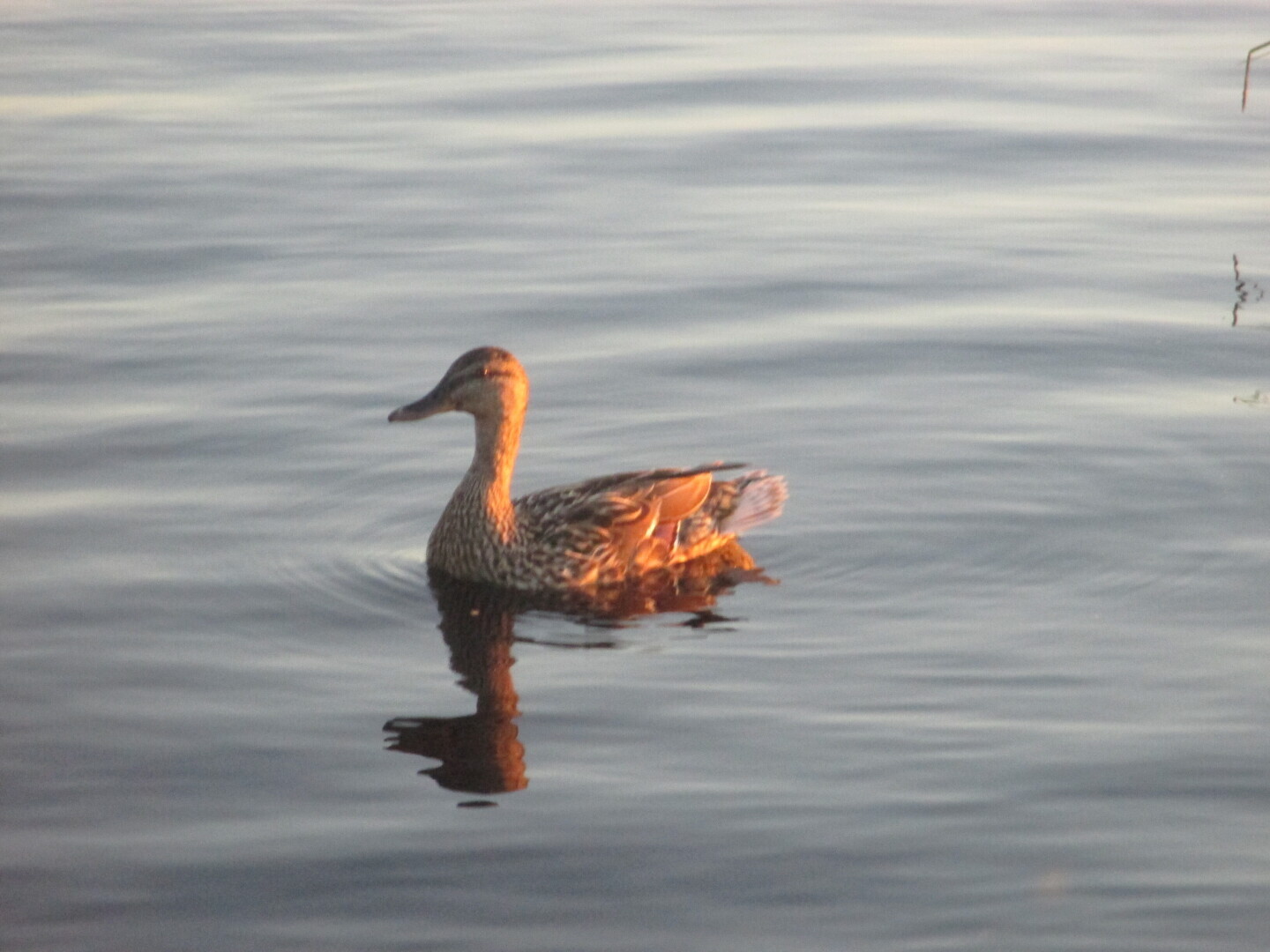 Окрестности нашей дачи