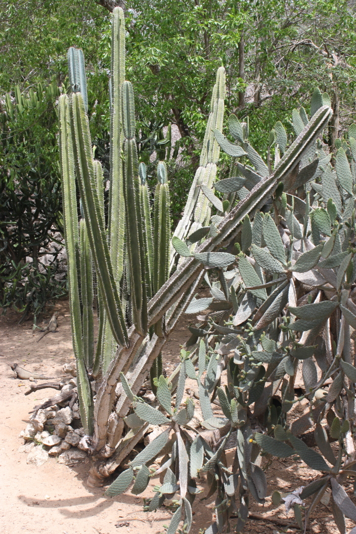 Мое путешествие в Доминиканский рай: перелет на кукурузнике, шикарный водопад, катание на лошадях, местный колорит. Фотообзор. Часть 2