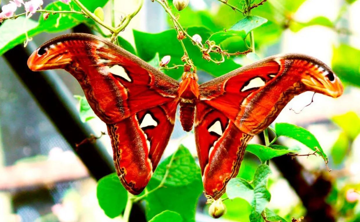 Азиатский Версаль в сердце Таиланда. Знаменитый парк мадам Нонг Нуч. Мы окунулись в настоящую сказку