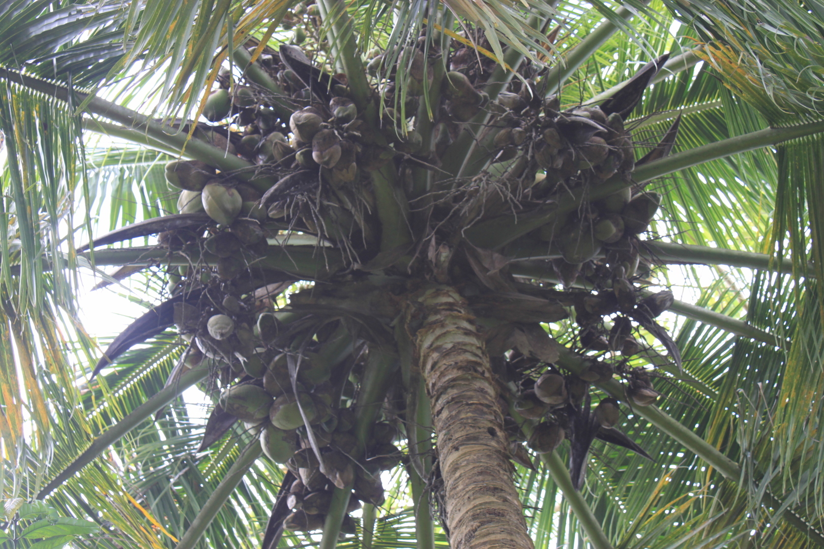 Мое путешествие в Доминиканский рай: перелет на кукурузнике, шикарный водопад, катание на лошадях, местный колорит. Фотообзор. Часть 2