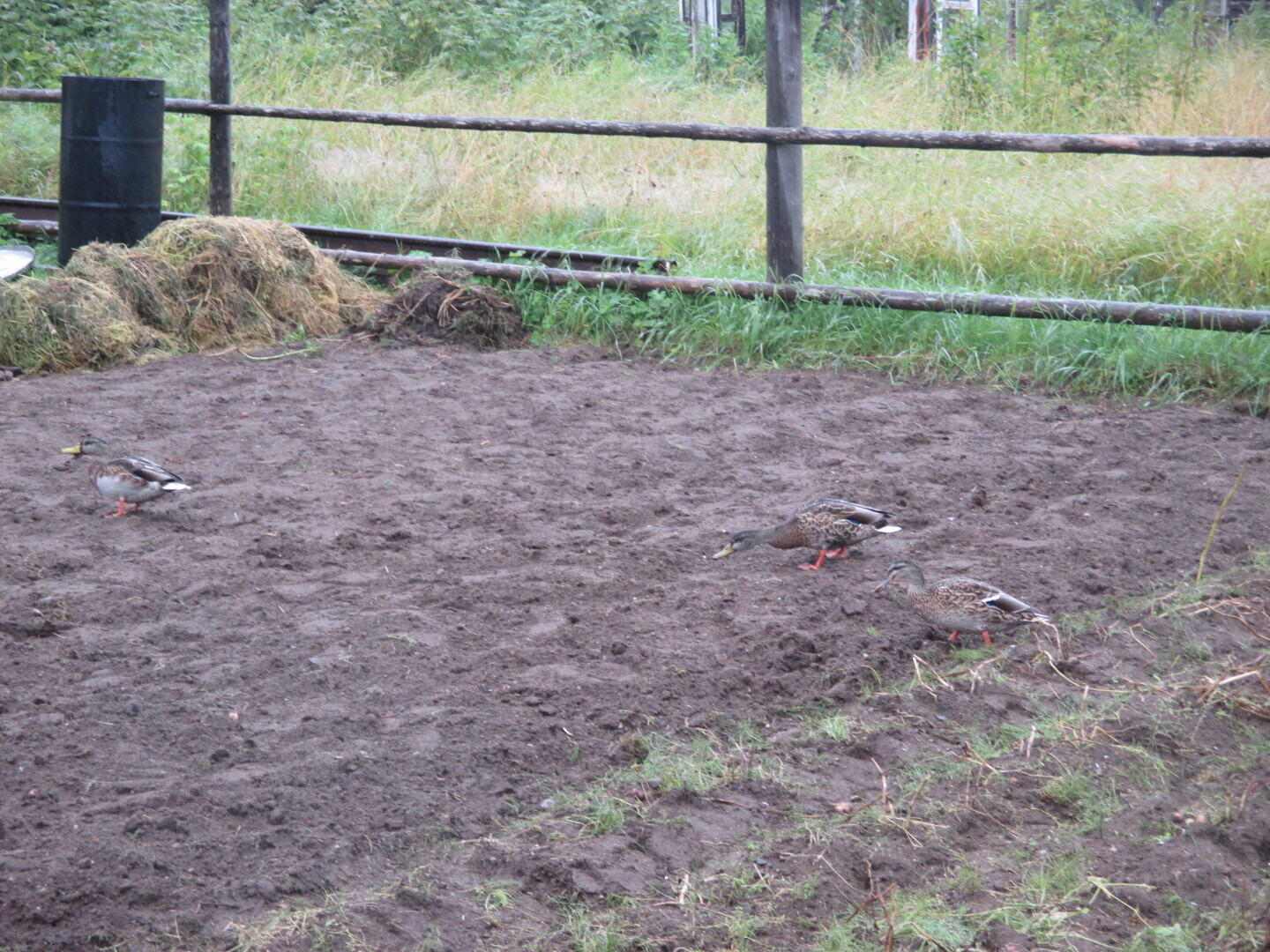 Окрестности нашей дачи