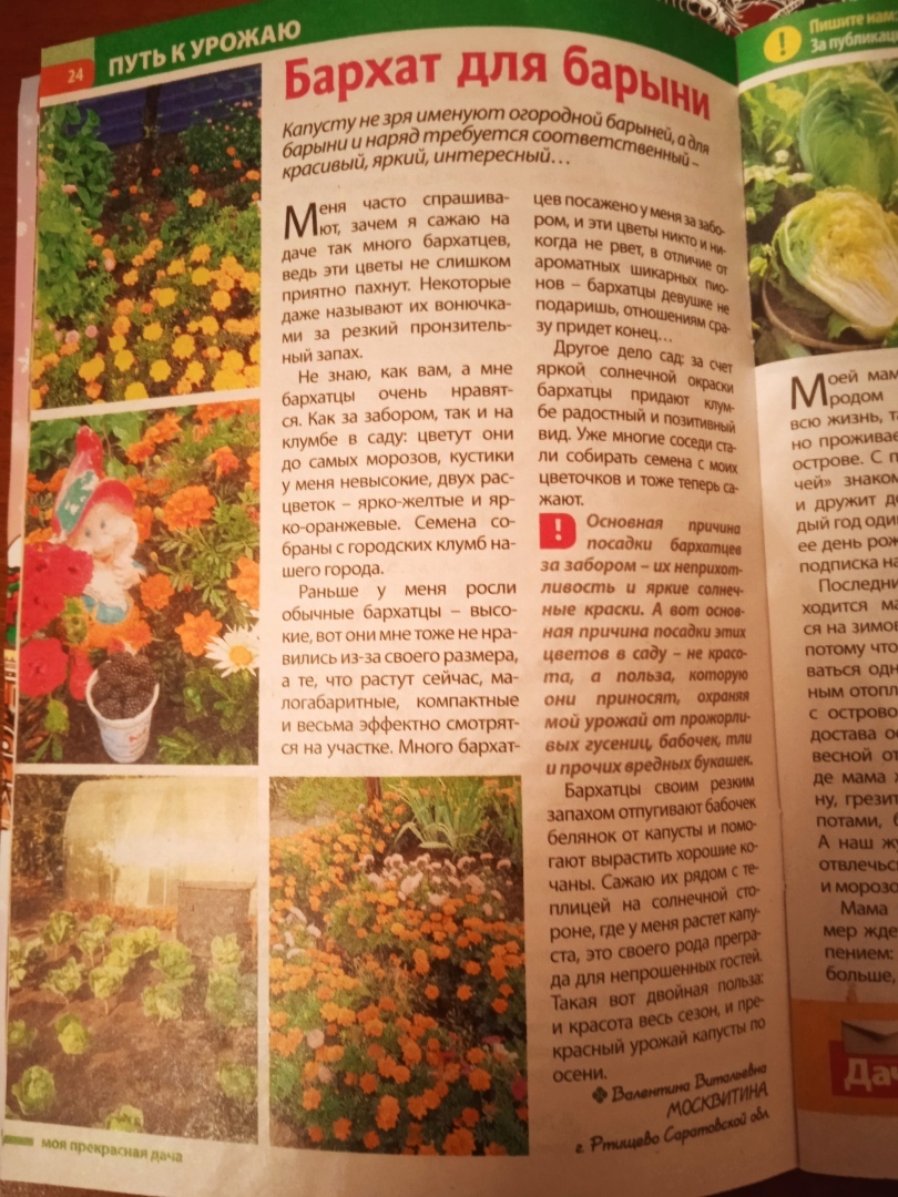 "Бархат для барыни": моя новая статья на страницах любимого дачного журнала, оригинальный заголовок про дачные хитрости