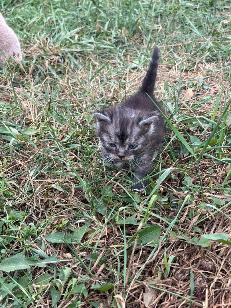 Как быстро мой котенок Барсик вырос: из маленького пушистого голубоглазого комочка и красивого желтоглазого кота Барса.