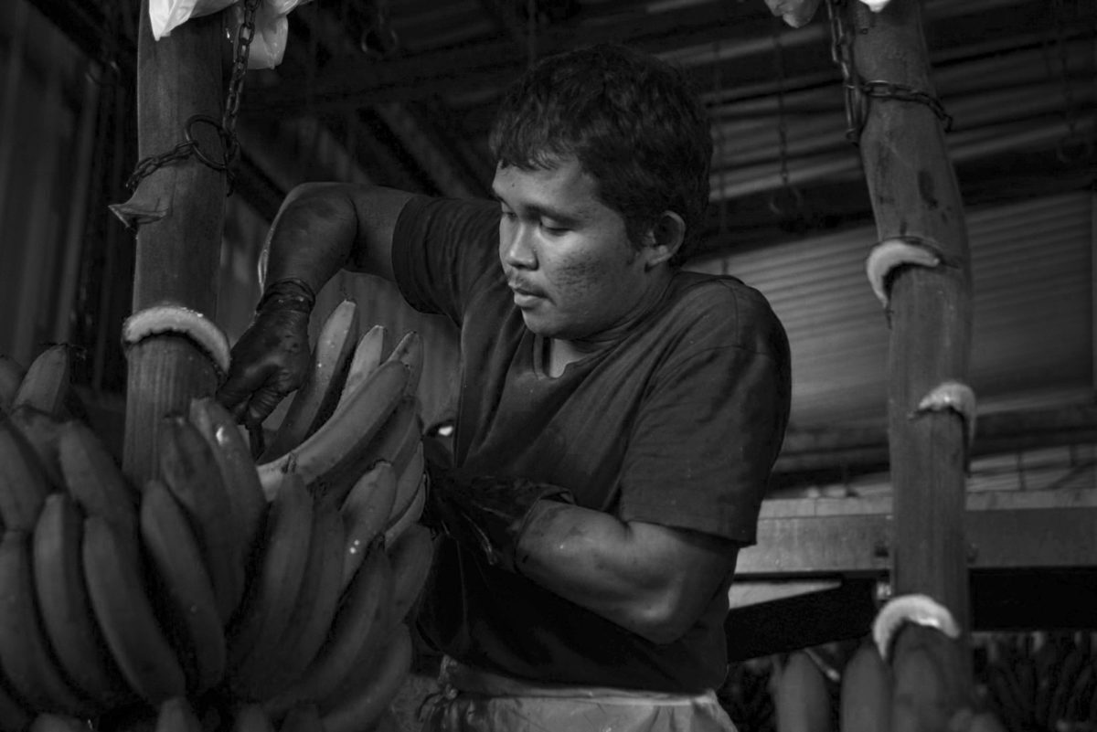 Банановая индустрия в Квинсленде