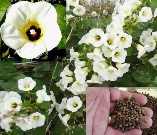 Садоводы (и не только), внимание: растения, которых по закону не должно быть на ваших дачах в 2024 году