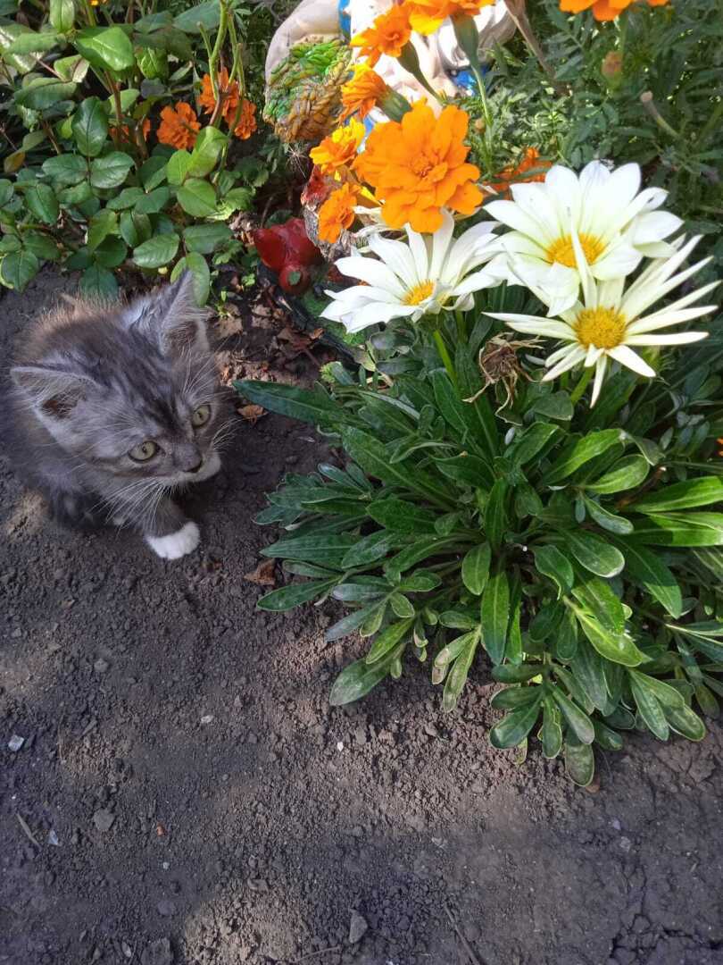 Как быстро мой котенок Барсик вырос: из маленького пушистого голубоглазого комочка и красивого желтоглазого кота Барса.