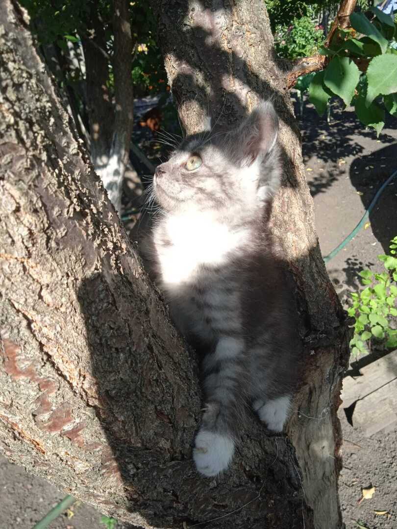 Как быстро мой котенок Барсик вырос: из маленького пушистого голубоглазого комочка и красивого желтоглазого кота Барса.