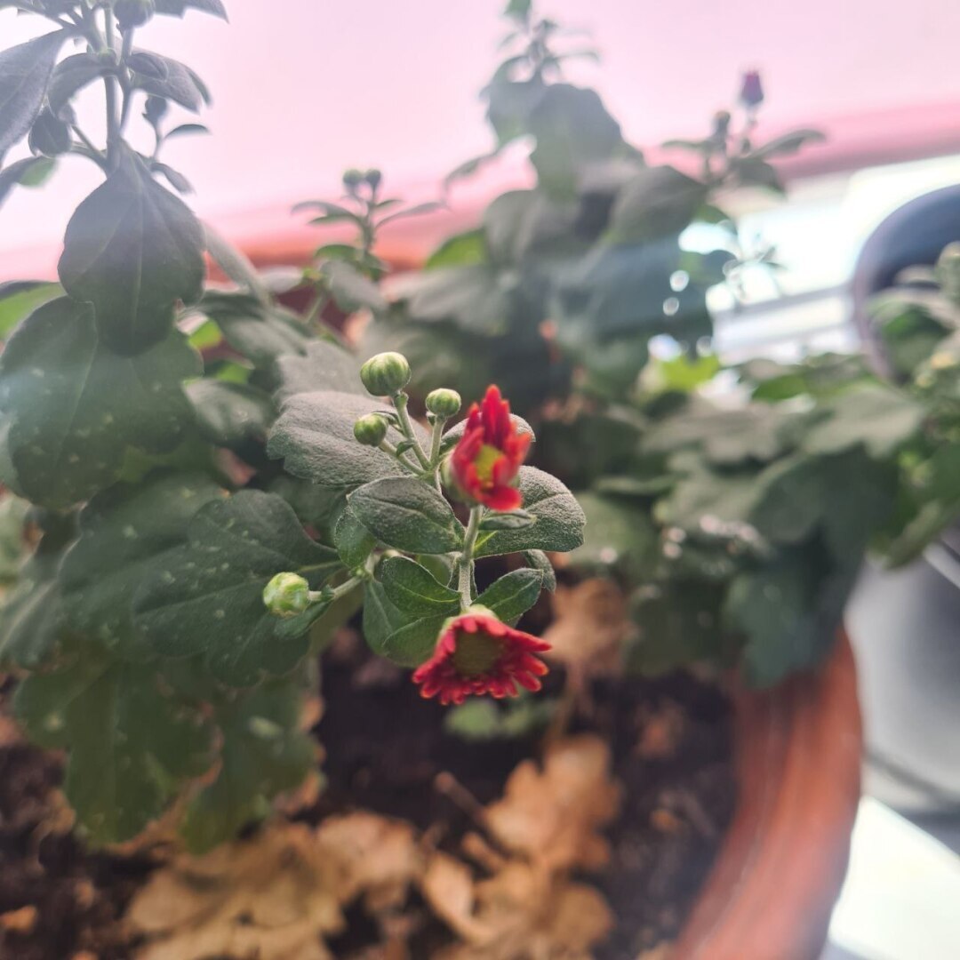 Не поехала на отчетную сессию главы, и вот почему