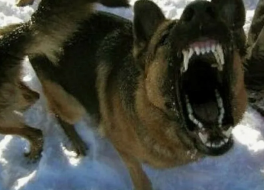 Как защитить себя от нападения бродячих собак: советы и рекомендации