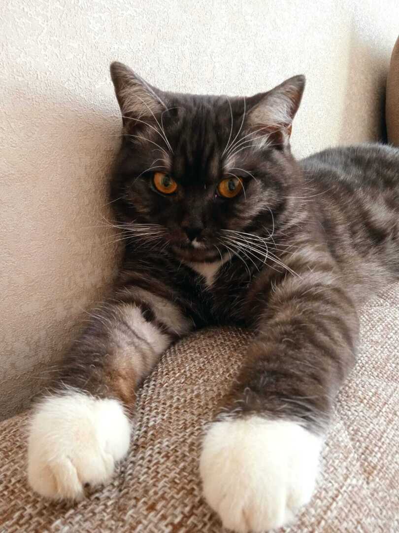 Как быстро мой котенок Барсик вырос: из маленького пушистого голубоглазого комочка и красивого желтоглазого кота Барса.