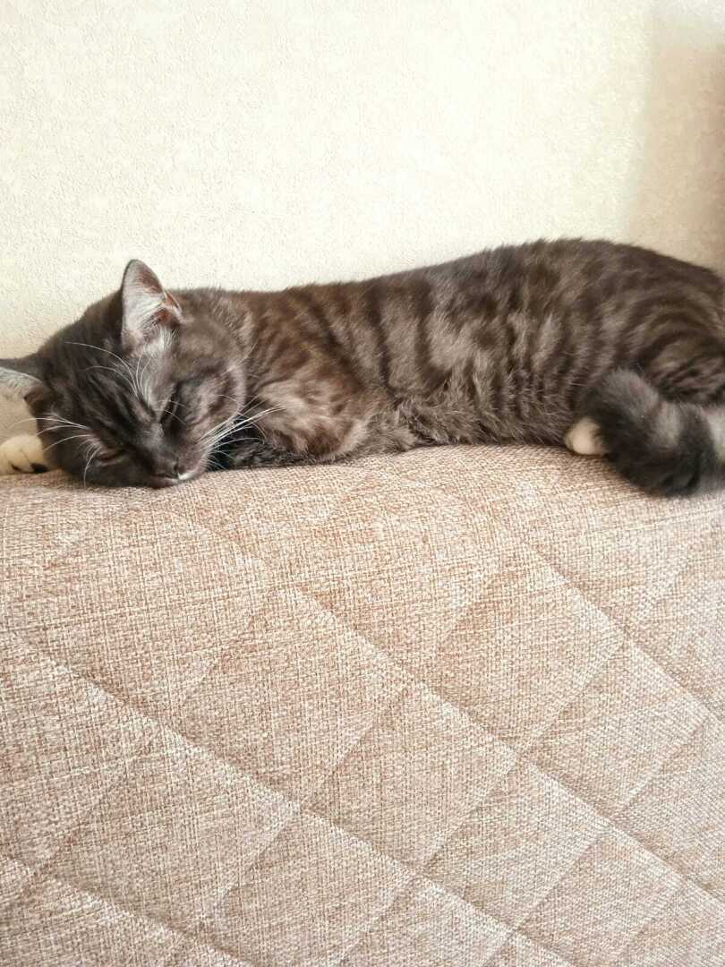 Как быстро мой котенок Барсик вырос: из маленького пушистого голубоглазого комочка и красивого желтоглазого кота Барса.