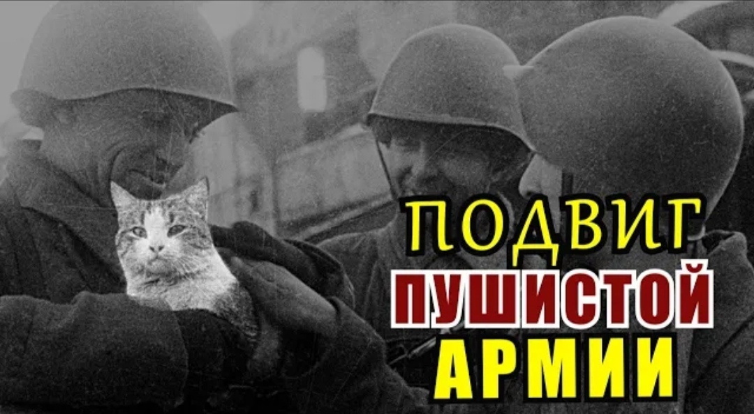 🤔Удивительные истории из жизни... Кошки которые спасали Ленинград ...