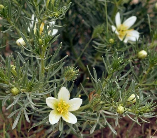 Садоводы (и не только), внимание: растения, которых по закону не должно быть на ваших дачах в 2024 году