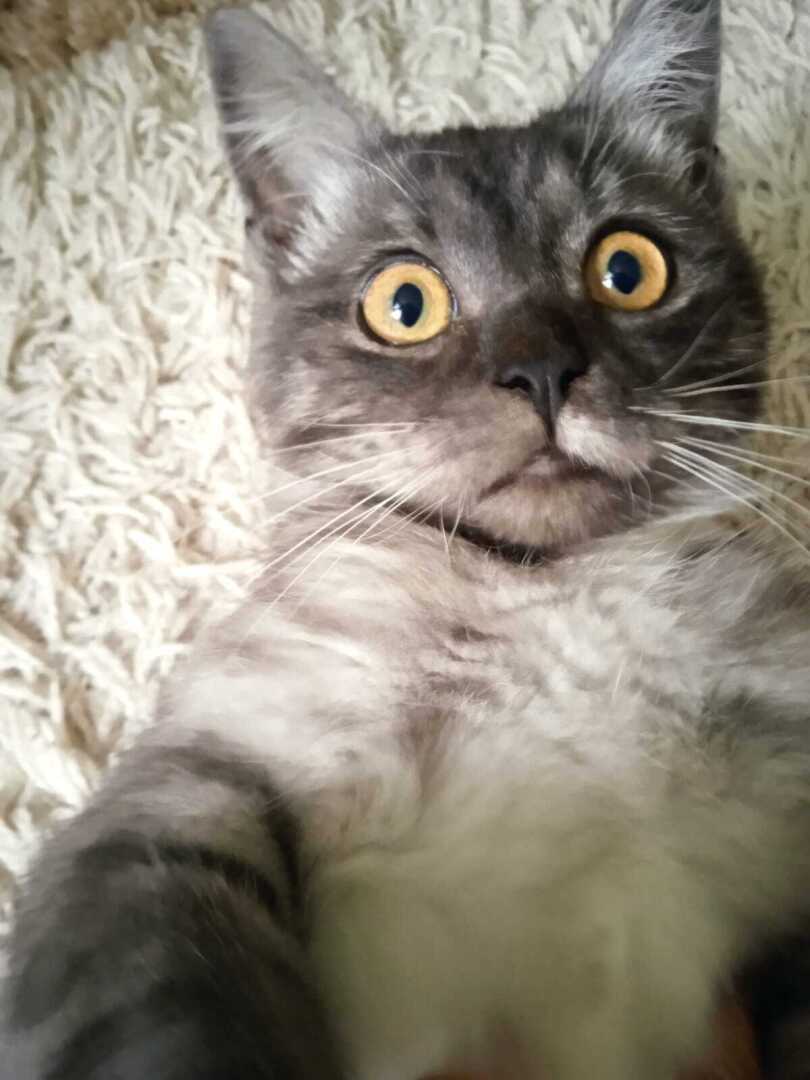 Как быстро мой котенок Барсик вырос: из маленького пушистого голубоглазого комочка и красивого желтоглазого кота Барса.