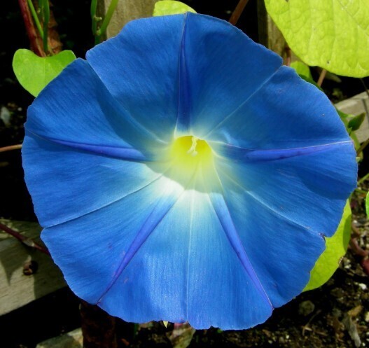 Садоводы (и не только), внимание: растения, которых по закону не должно быть на ваших дачах в 2024 году