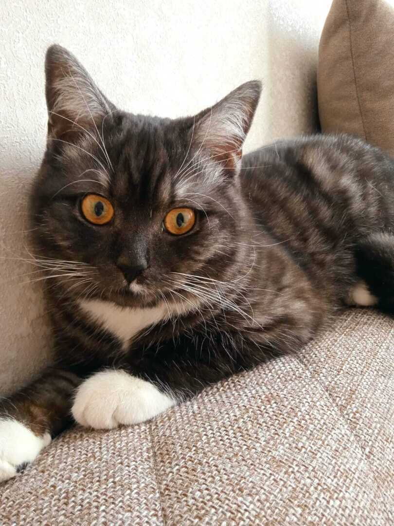 Как быстро мой котенок Барсик вырос: из маленького пушистого голубоглазого комочка и красивого желтоглазого кота Барса.