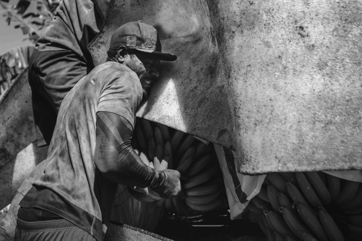 Банановая индустрия в Квинсленде