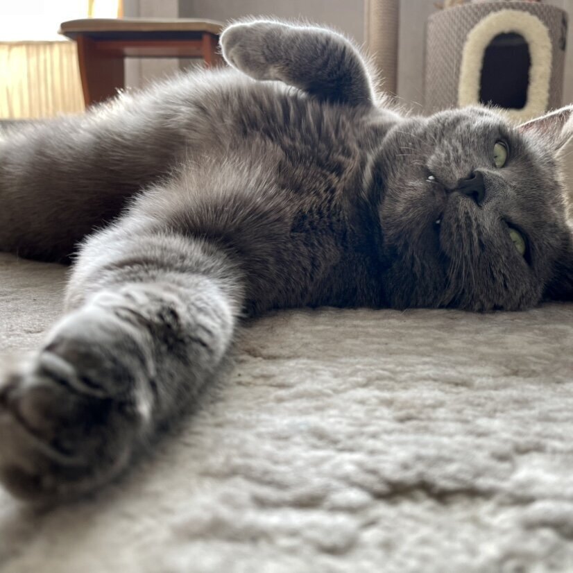 Возможно вы не знали: почему кошка трогает человека лапой