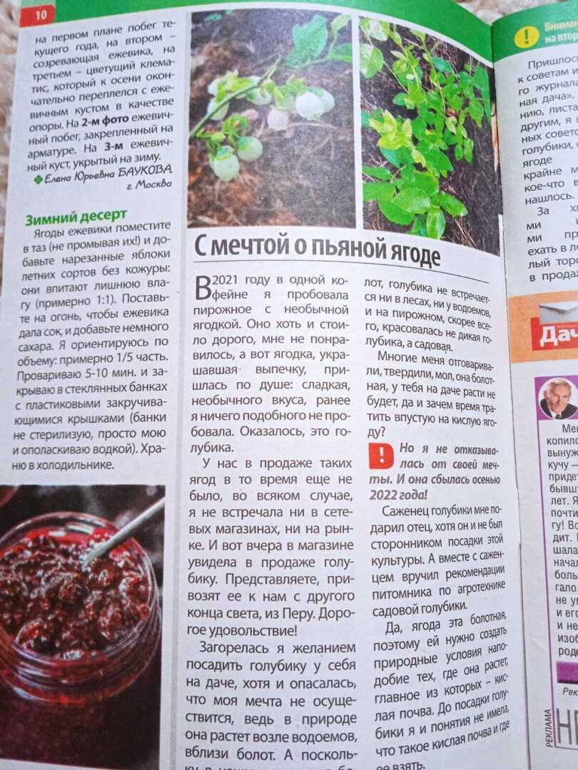 "С мечтой о пьяной ягоде": моя новая публикация на страницах дачного журнала, история о том, как мечты сбываются.