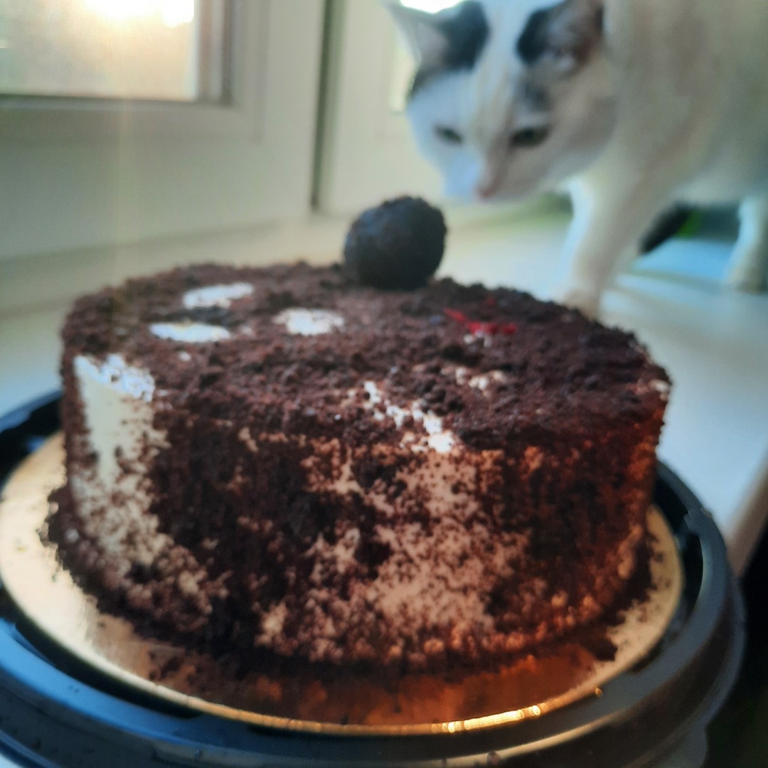 Животные моего города. Небольшой фоторепортаж.