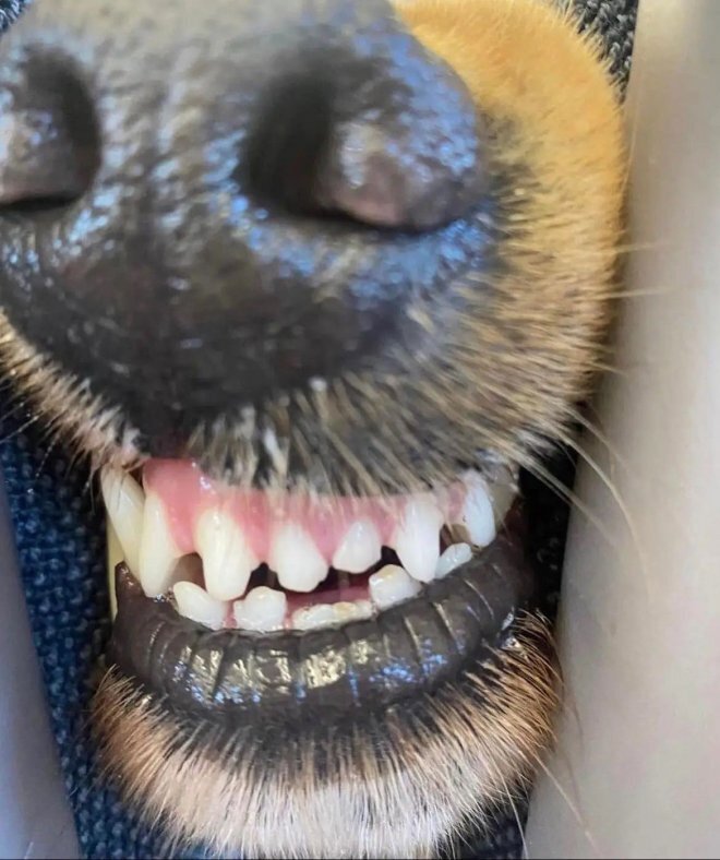 Забавный попутчик