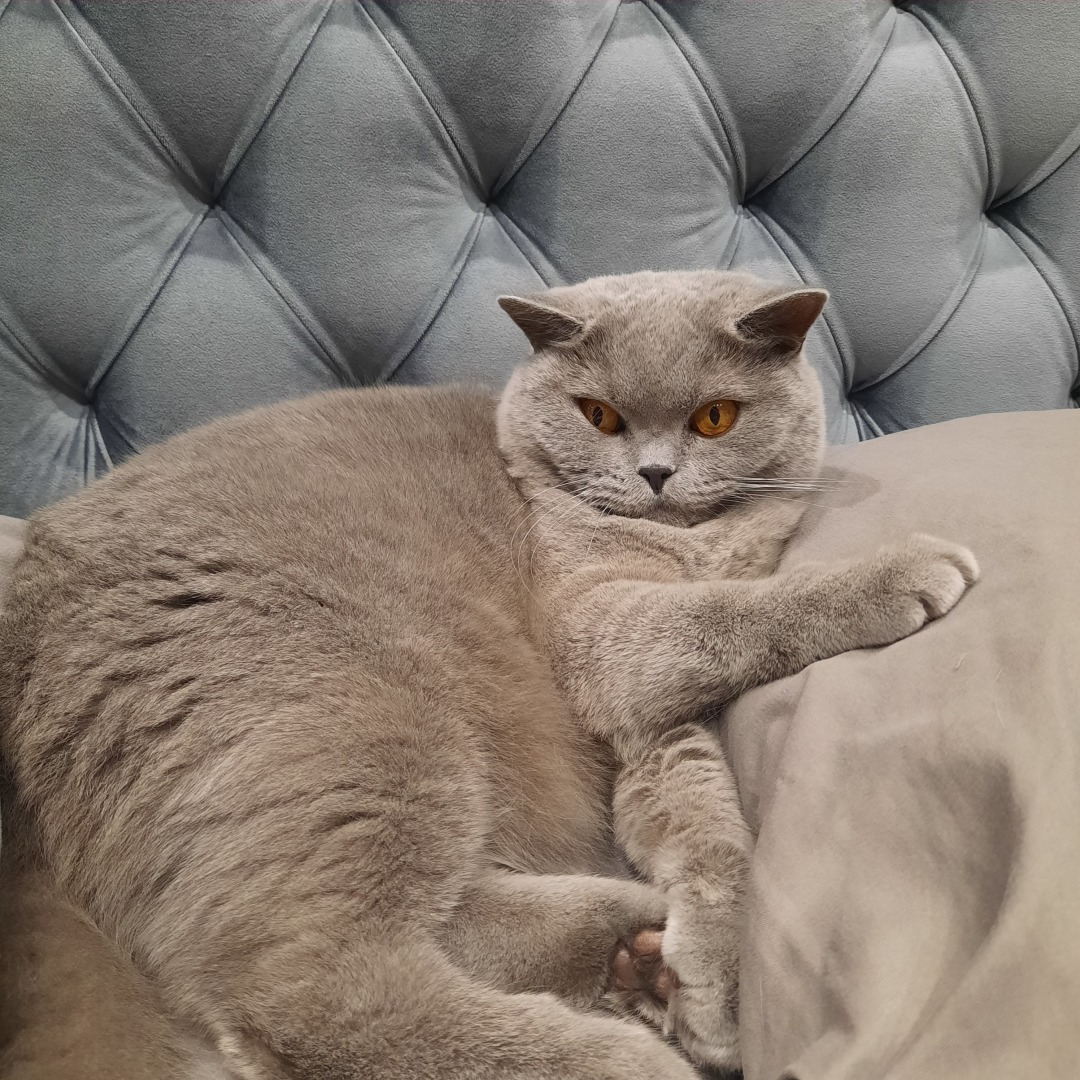 Животные моего города. Небольшой фоторепортаж.