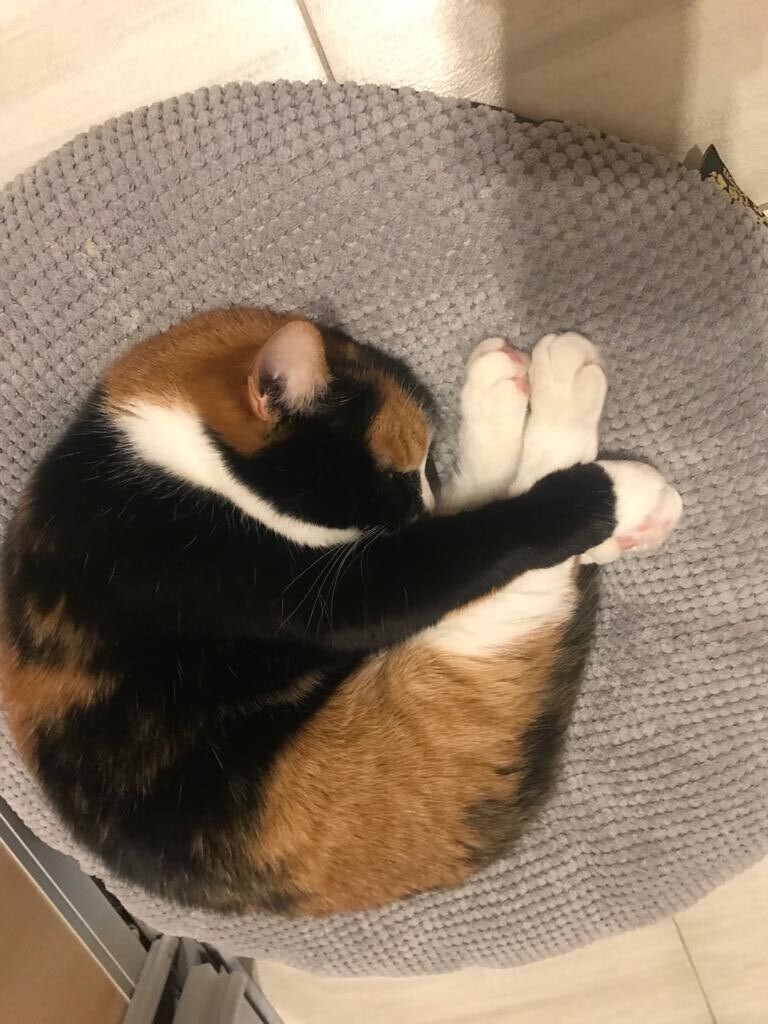 Животные моего города. Небольшой фоторепортаж.