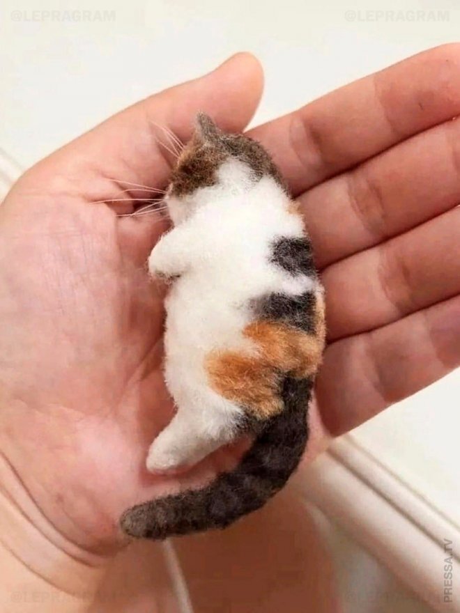 Парень свалял из вычесанной шерсти своей кошки её микрокопию