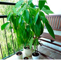 Как вырастить авокадо в домашних условиях?