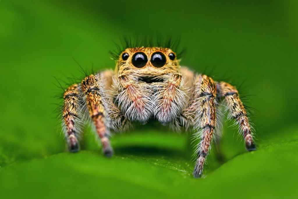 Самые необычные создания планеты: Паук-скакун