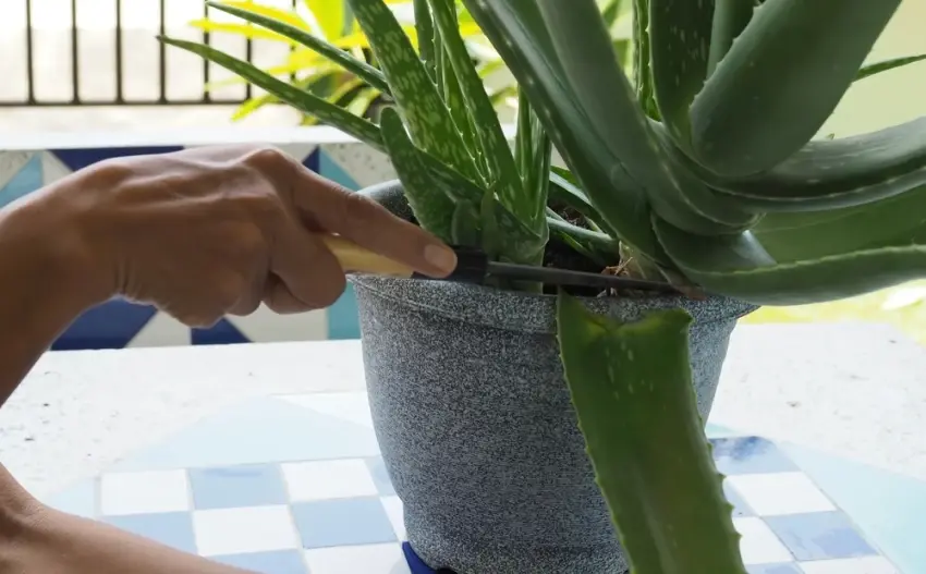 Как использовать "бабушкин цветок" - алоэ вера для здоровья и красоты кожи.