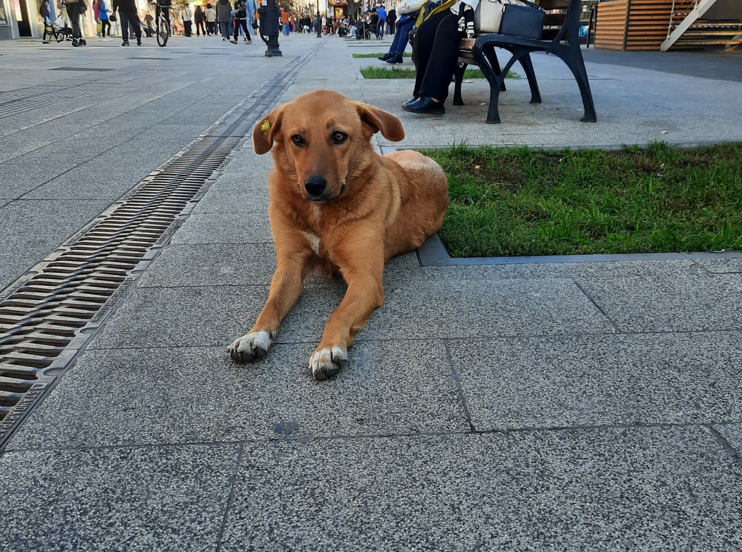 Животные моего города. Небольшой фоторепортаж.