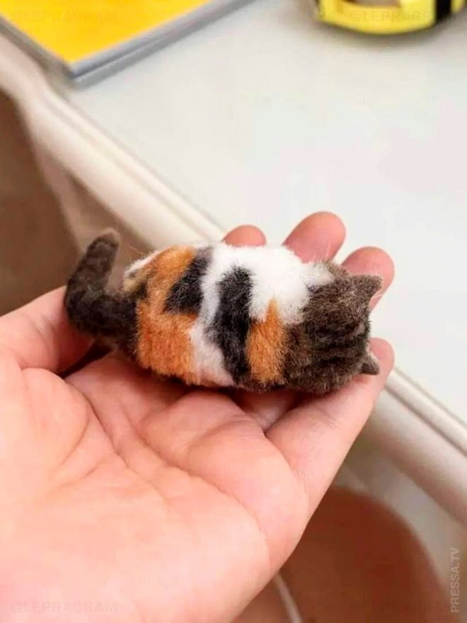 Парень свалял из вычесанной шерсти своей кошки её микрокопию