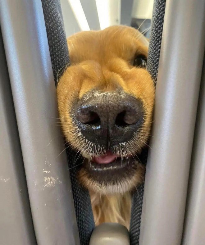 Забавный попутчик