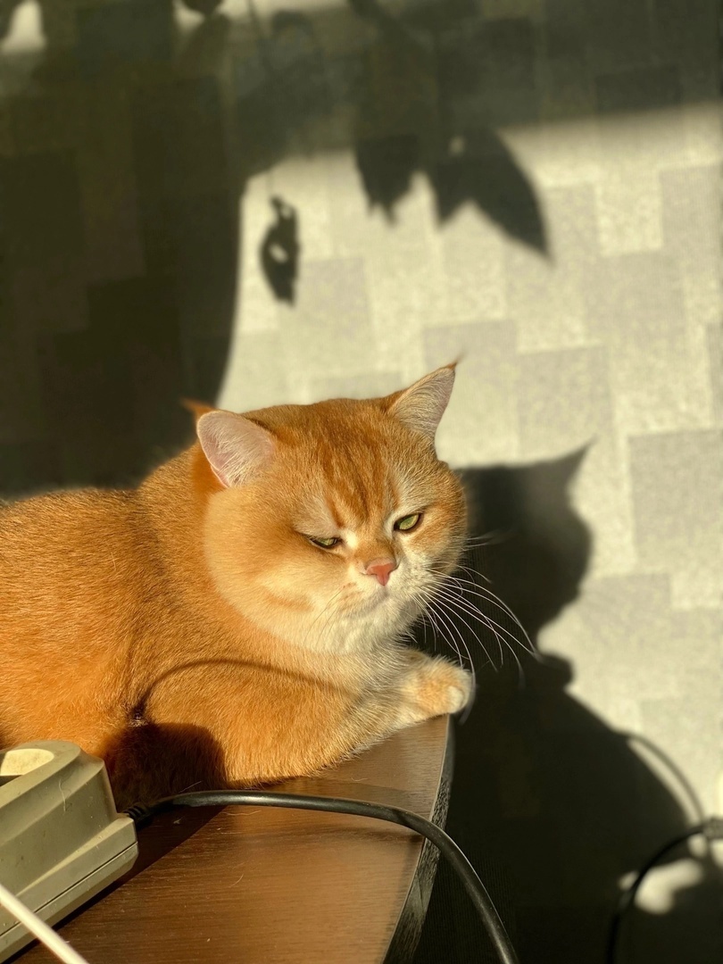 1 марта -День кошек!!!