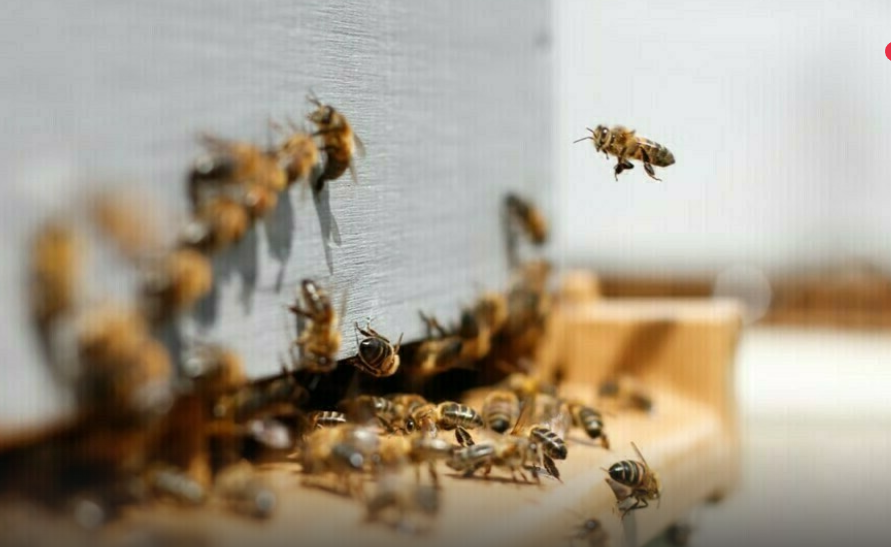 Мед из пасеки до вашего стола - почему маркировка пчел важна?