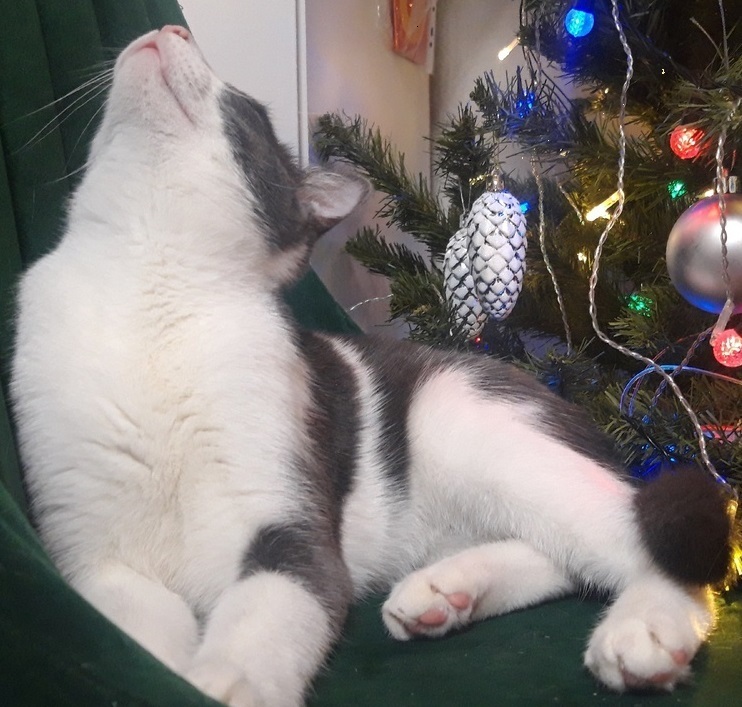 1 марта -День кошек!!!