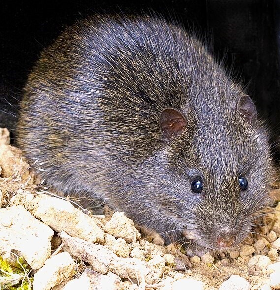 Вы видели на своем участке земляную крысу?