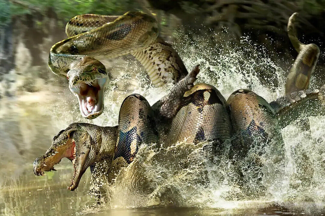 Самая большая змея на Земли. унекалный вид змея.