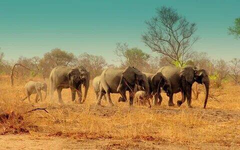 Бенин - драгоценная жемчужина Африки.
