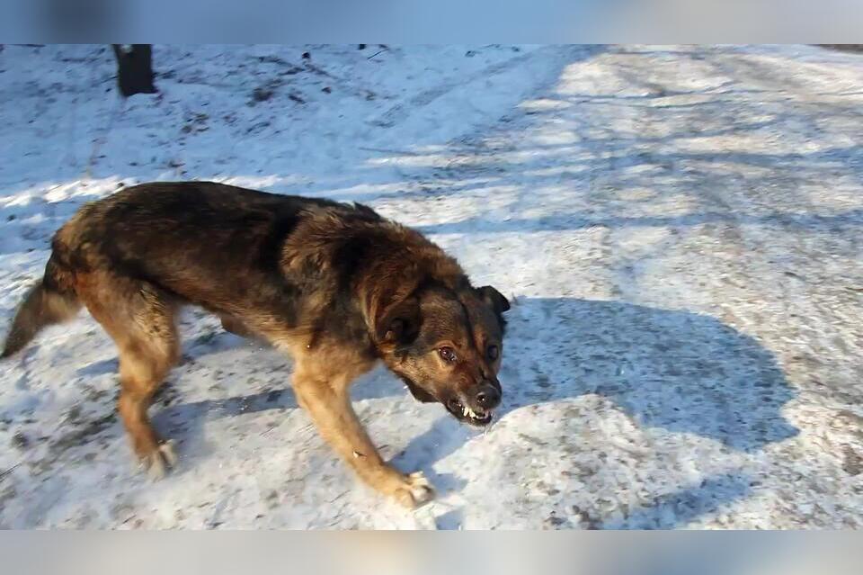 Бродячая собака опять покусала ребенка!