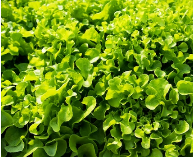 Как заработать, выращивая зелень на дому?