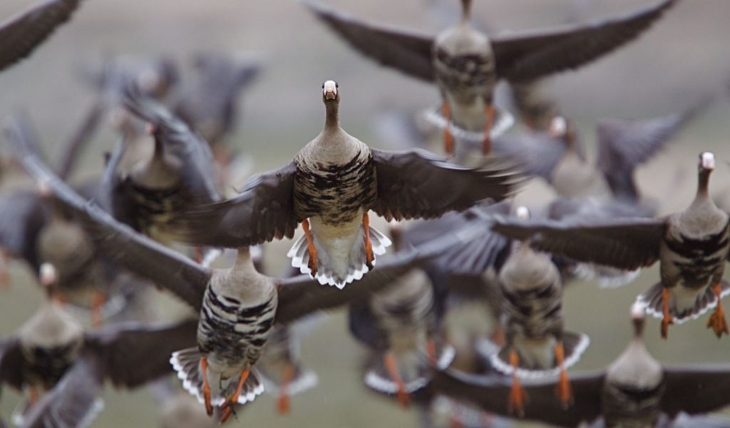 Способность вернуться домой с расстояния в тысячи километров: как работает "фантастический " навигатор животных ?